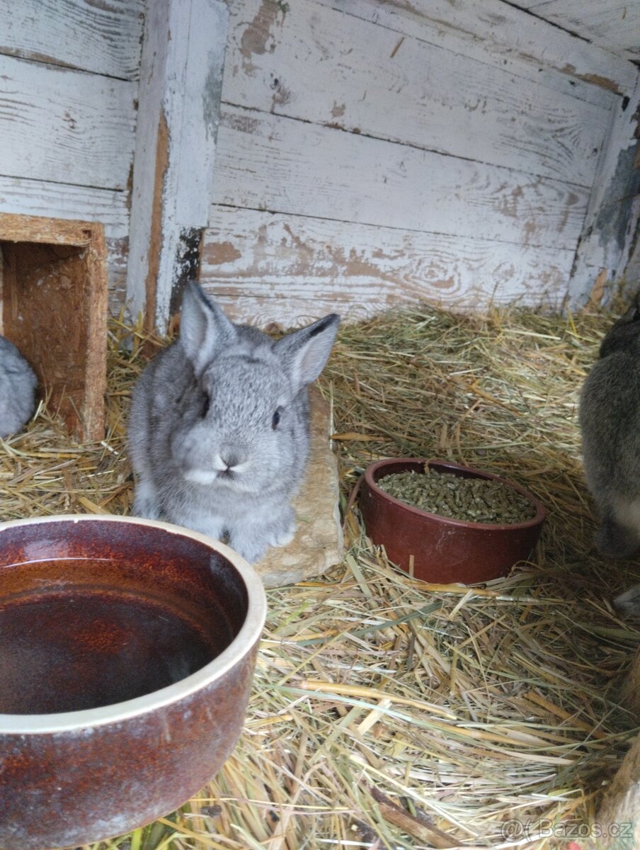 Zakrslý králík - 3