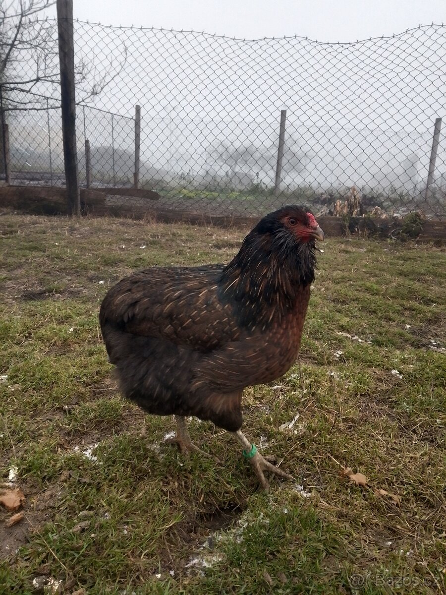 Prodám kuřice Araukany - 3