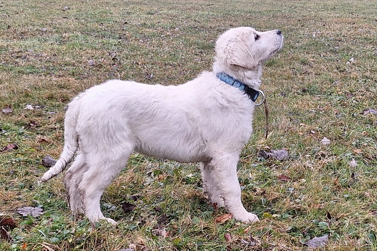 Slovenský čuvač - fenka - 3