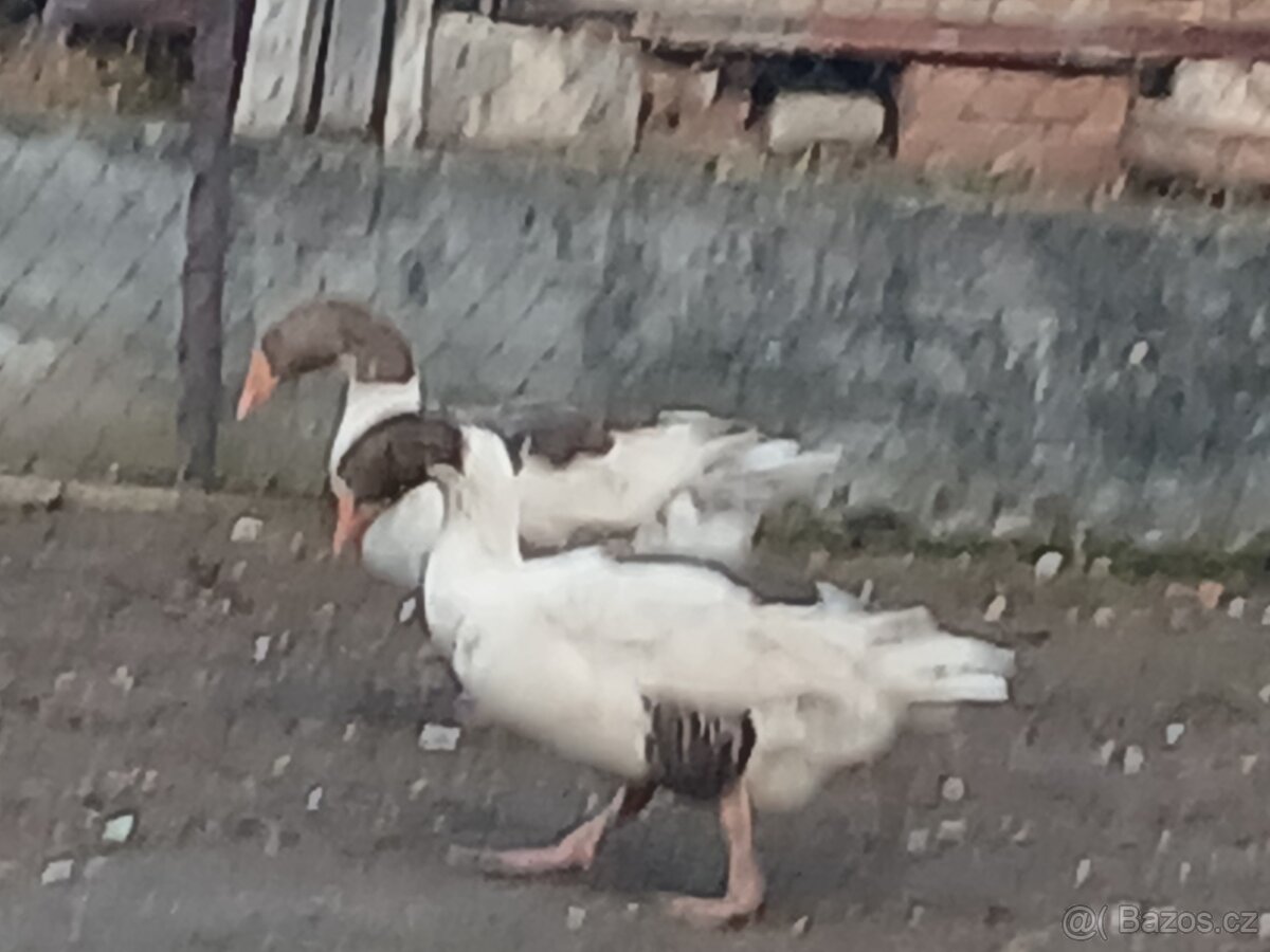 Husy pomořanské - 3