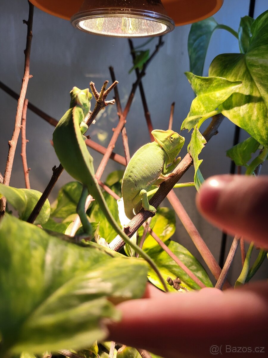 Chameleon jemensky - 3