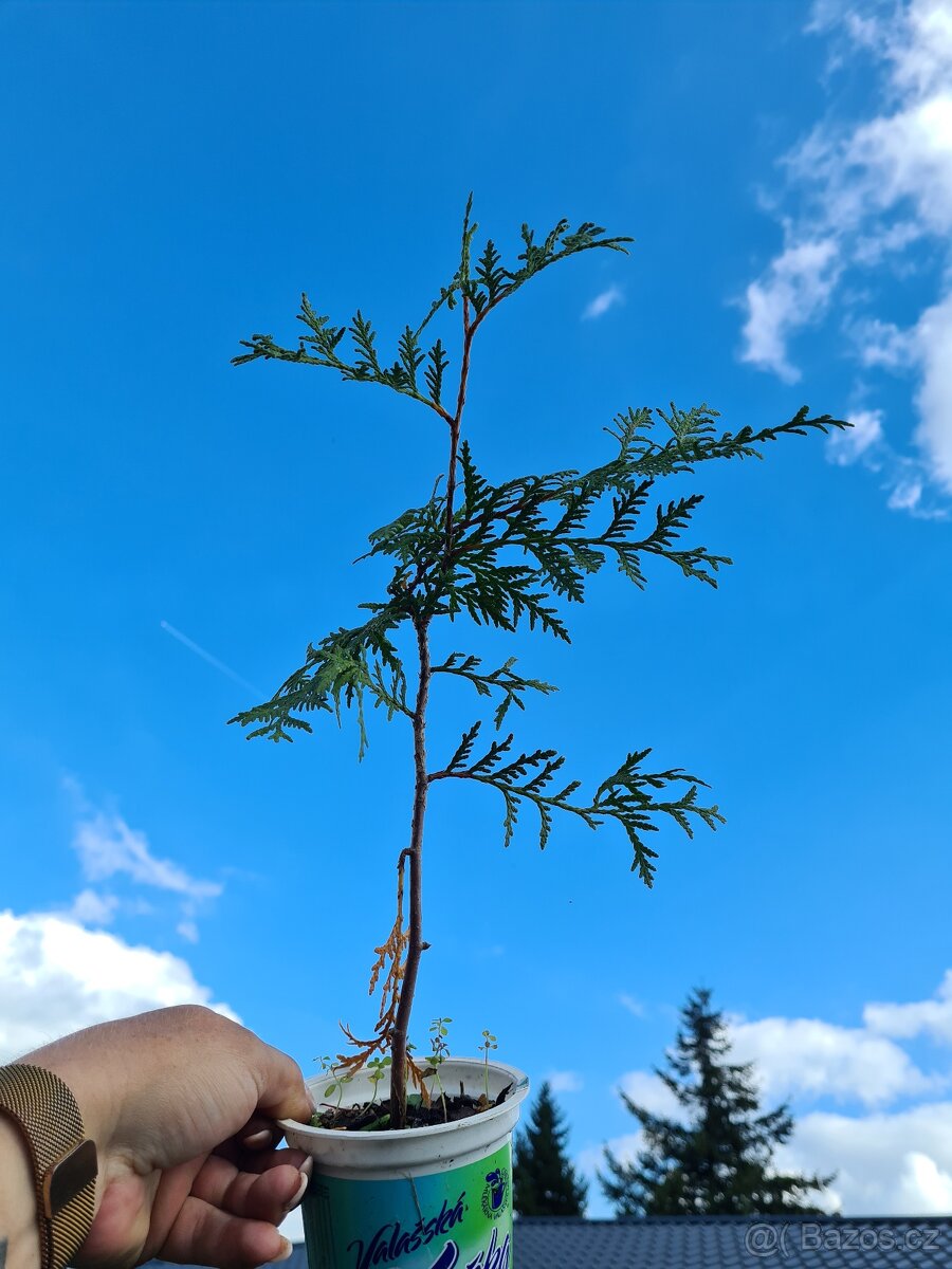Thuje Zerav na živý plot - 3