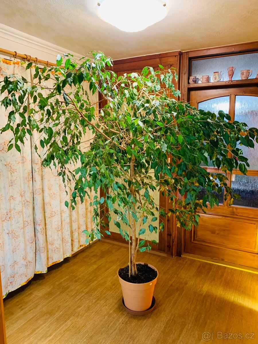 Prodám Ficus Benjamin a Croton Pictum - 3