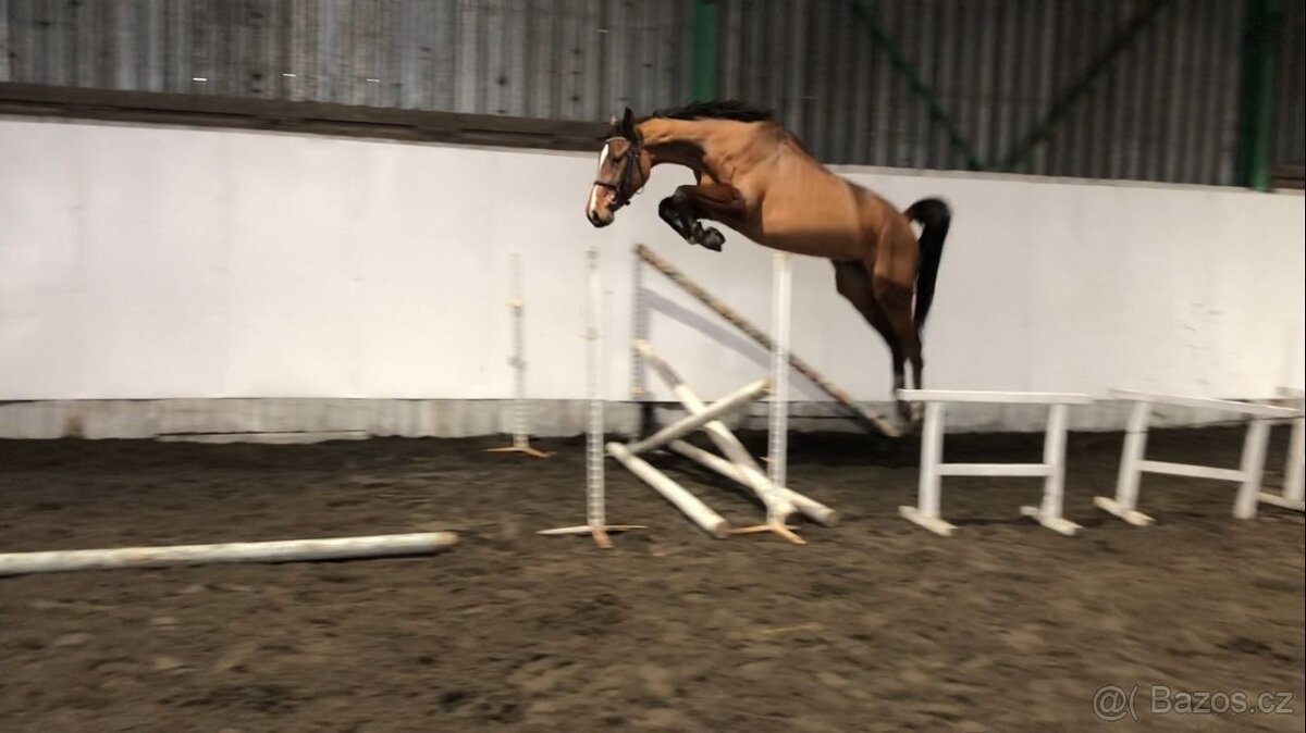 Prodám klisnu vhodnou do chovu - 3