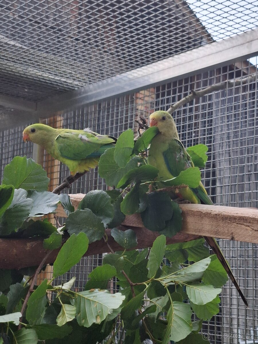 Papoušek nádherný - 3