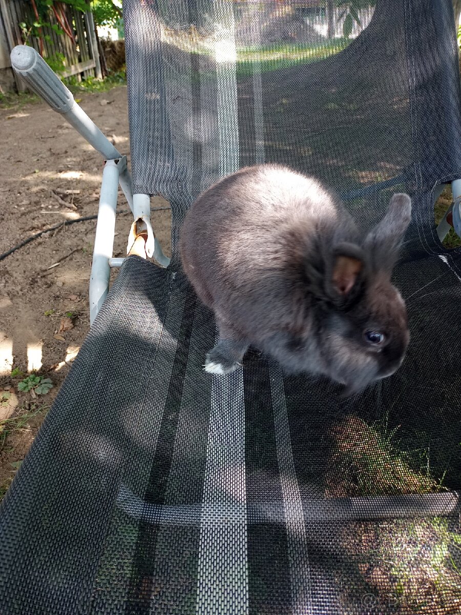 Zakrslý králík samička - 3