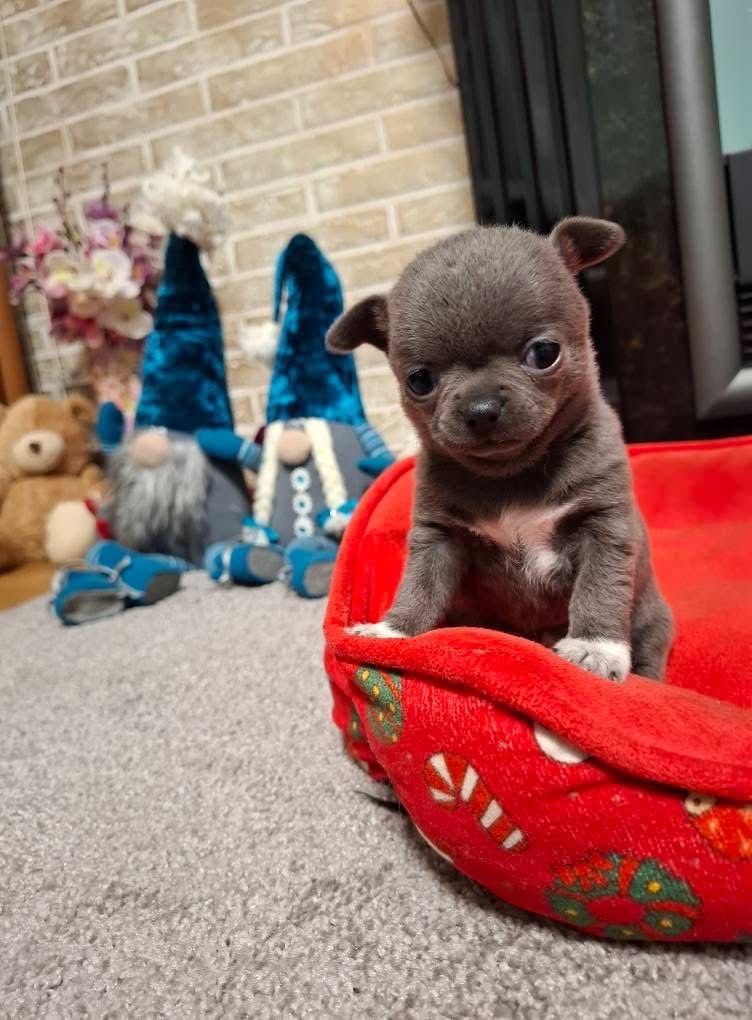 Čivava Štěňata - 3