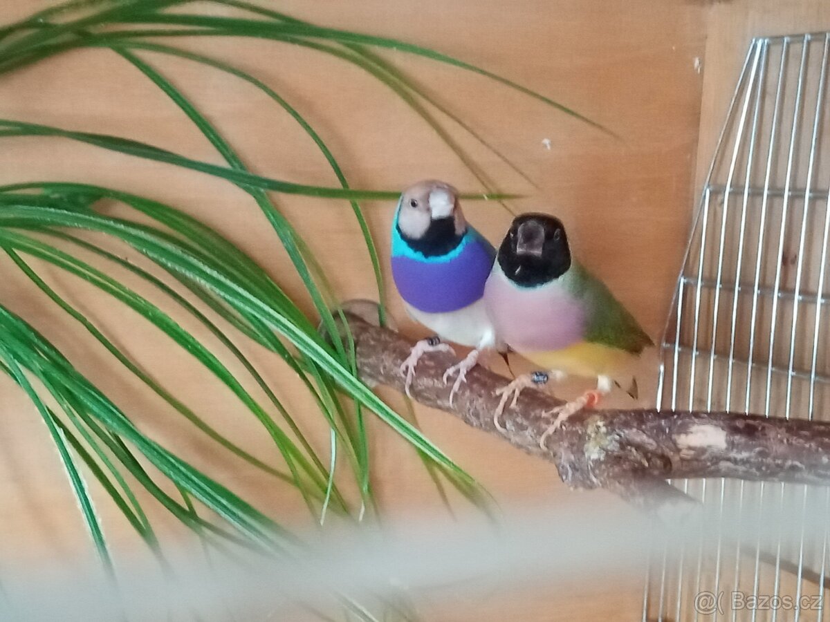 Amadina gouldova. - 3