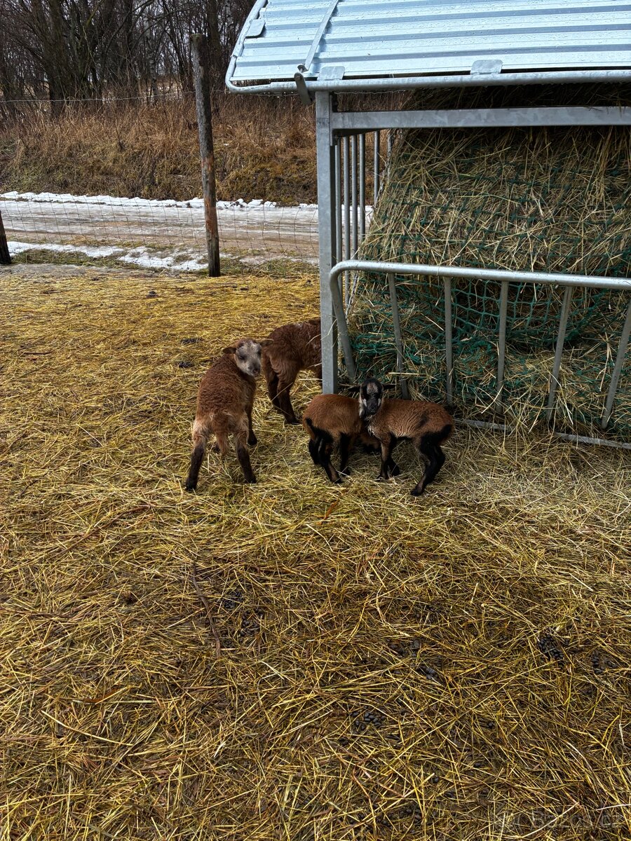 Kamerunské ovce - 3