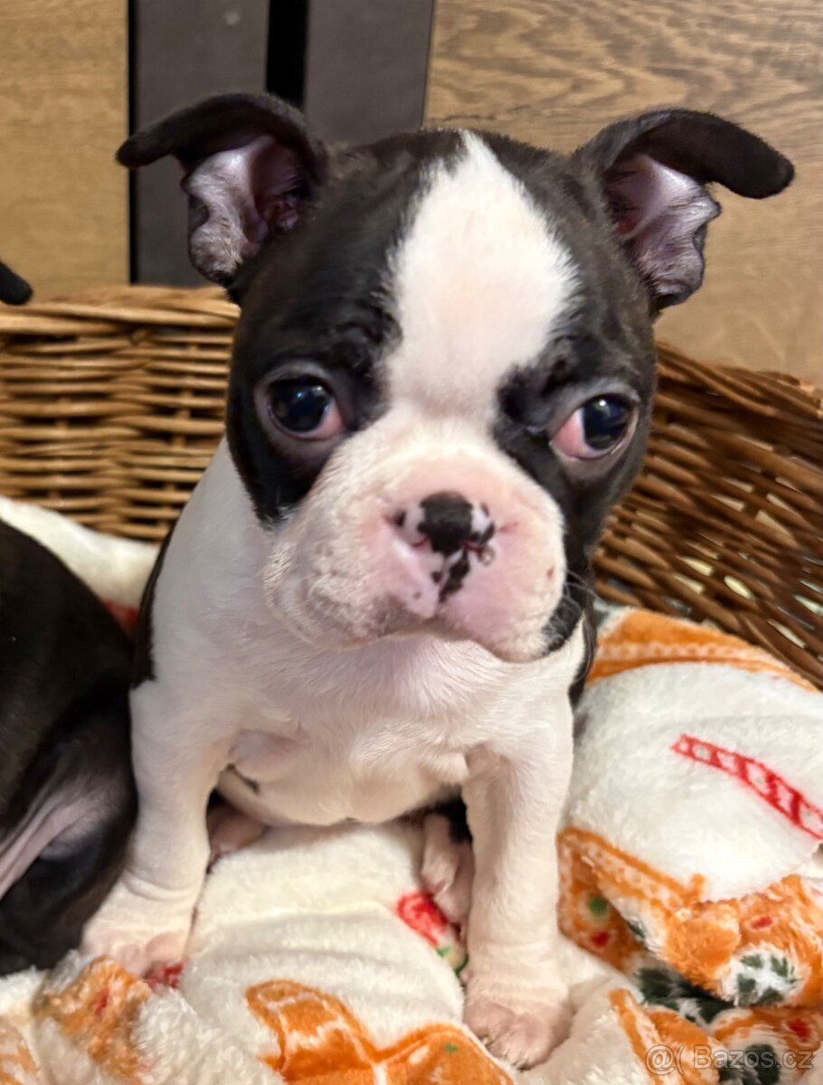 BOSTONSKÝ TERIÉR s PP - 3