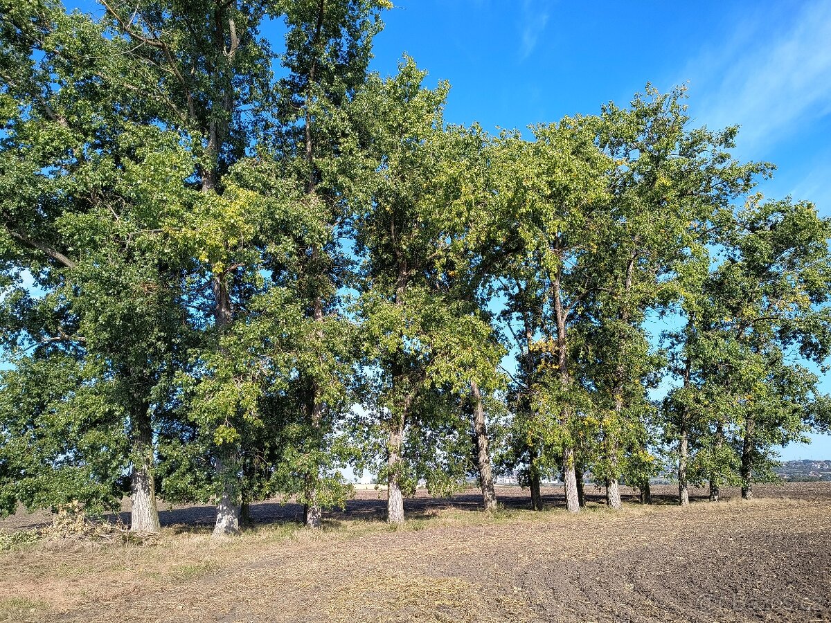 Topoly k vytěžení - 3