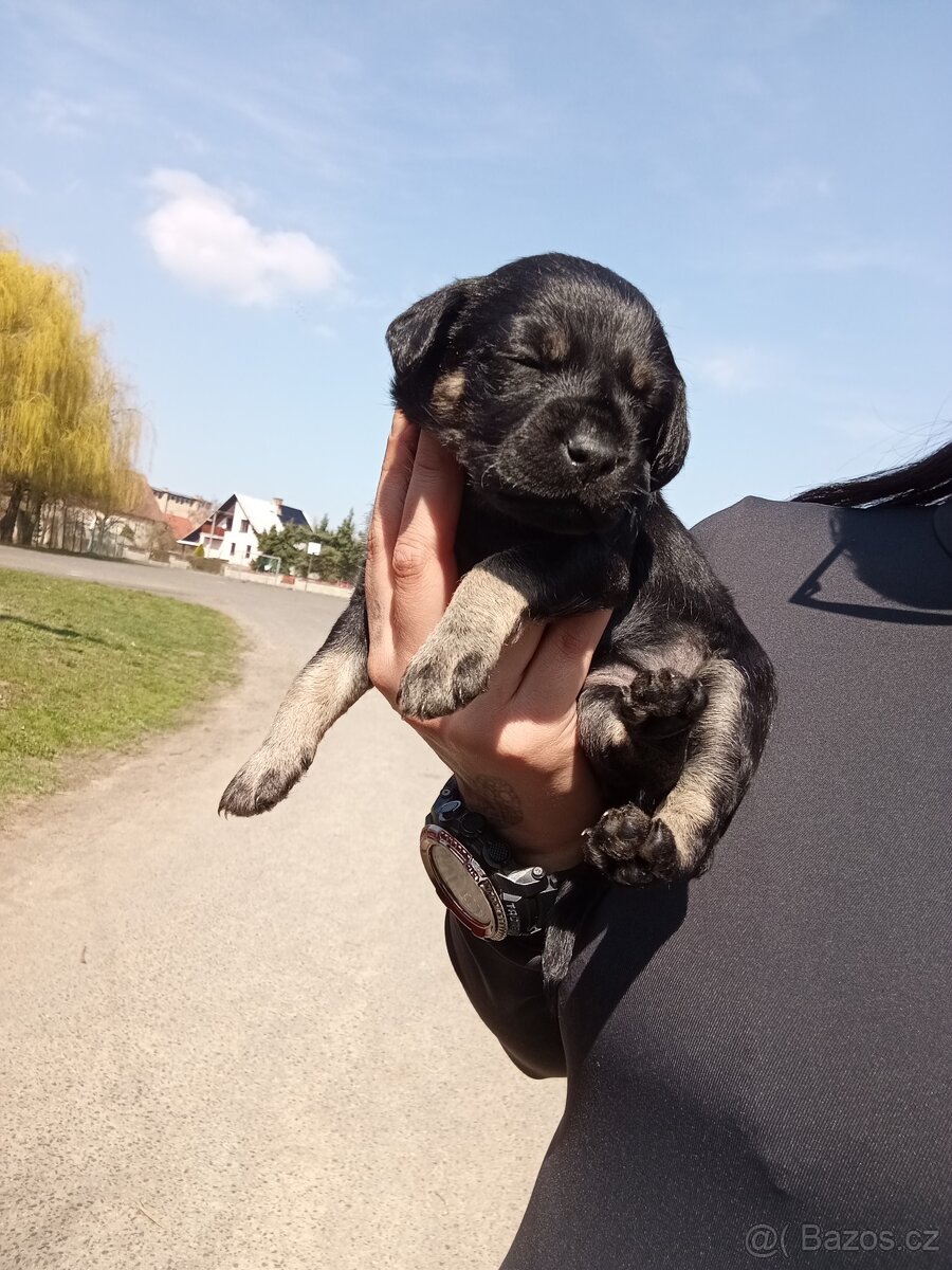 Štěňátko holčička - 3