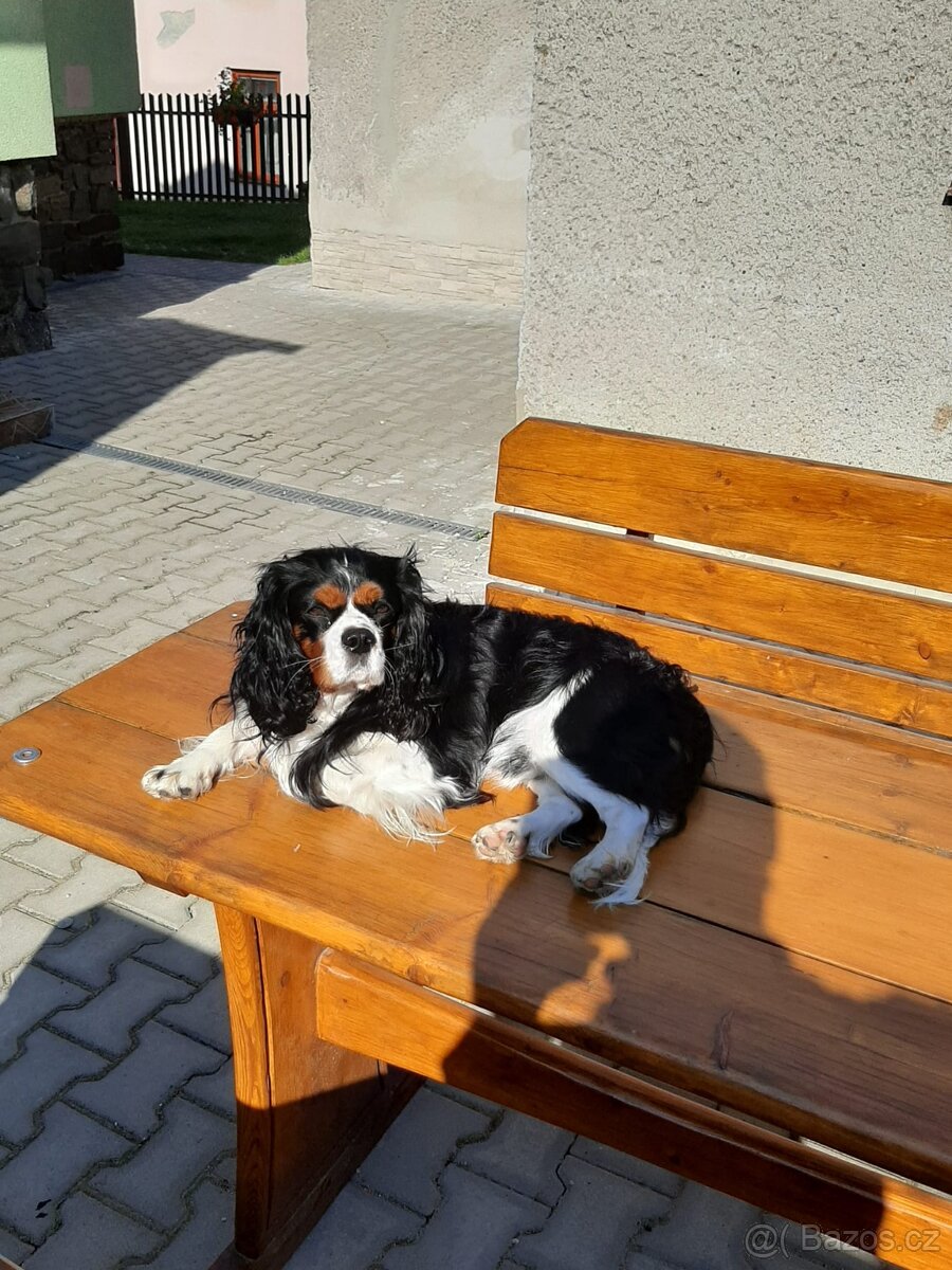 King Charles kavalir - 3