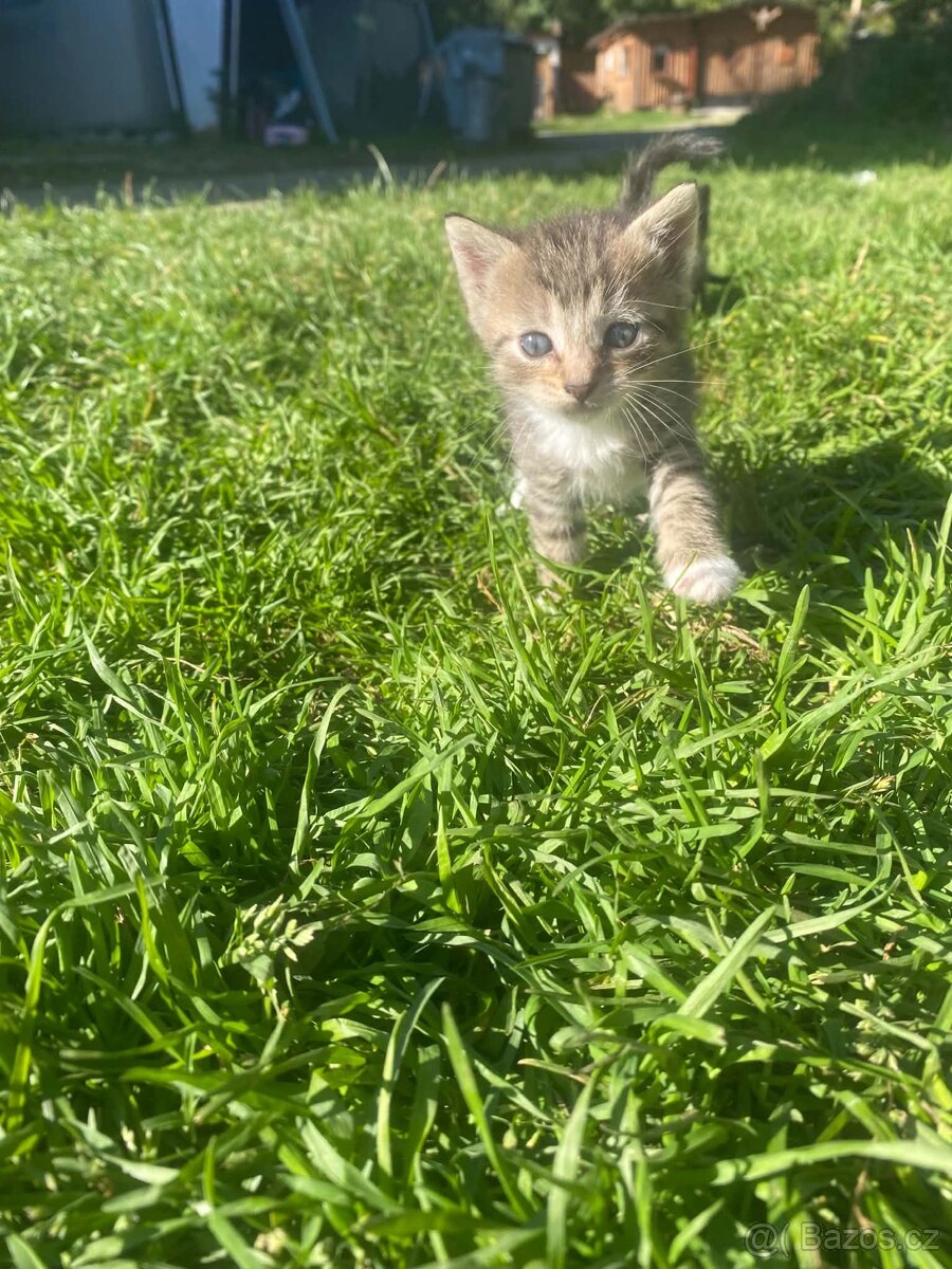 Daruji koťátka🐈😻 - 3