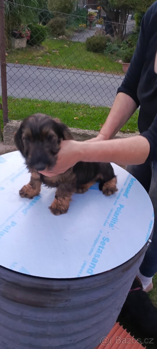 Jezevčík drsnosrstý - 3