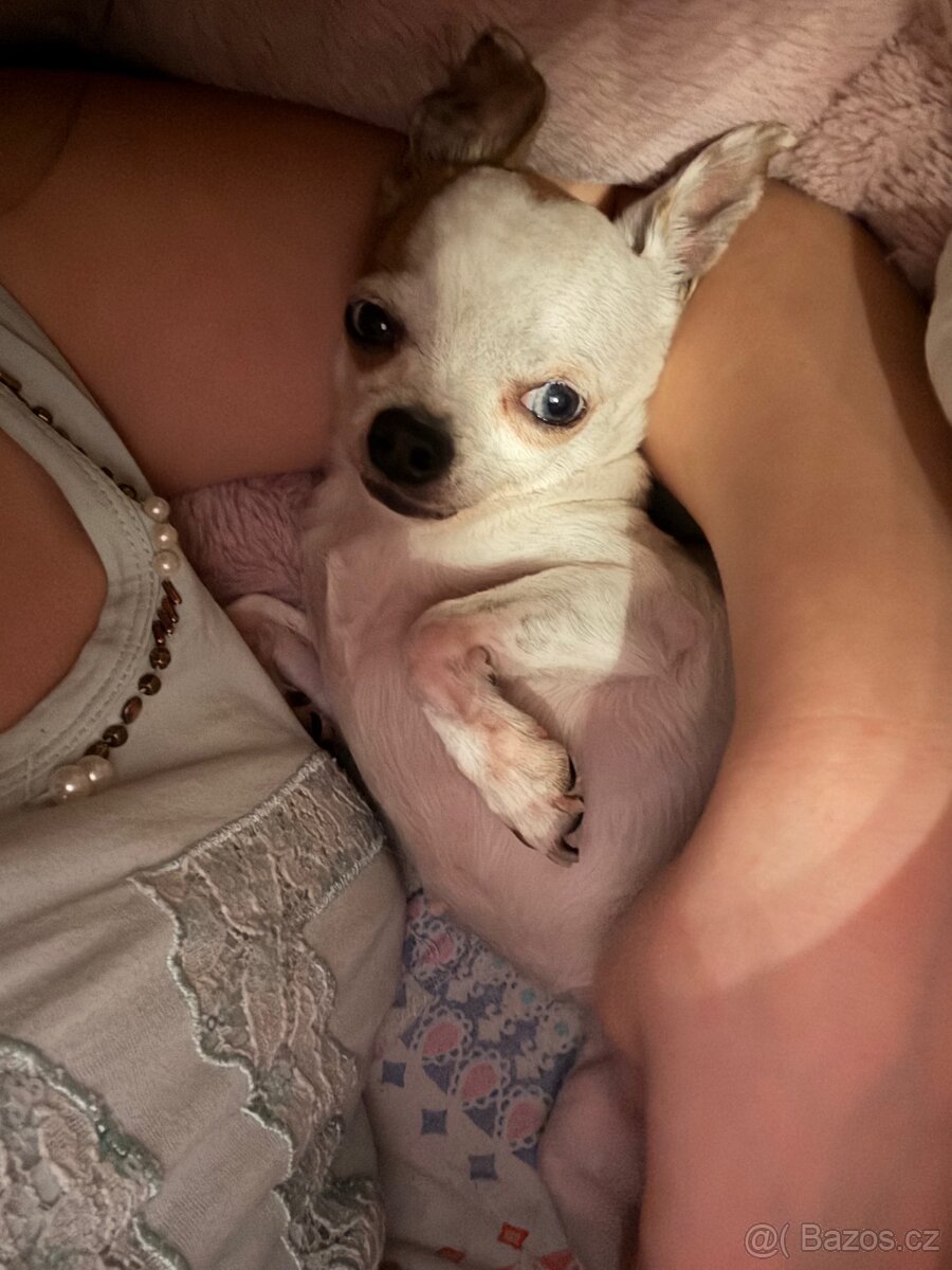 🐾Čivava maminka Marilyn a její dcera Barbie - 3