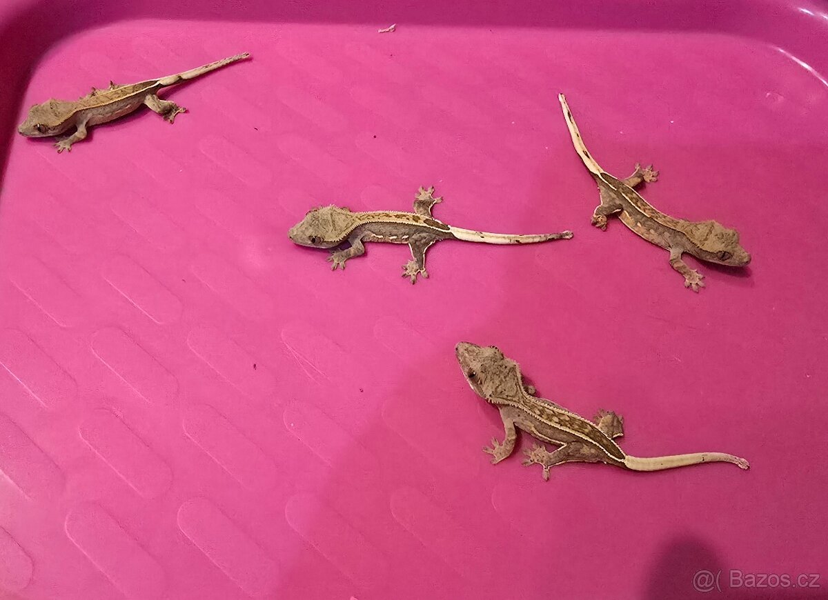 Pagekon řasnatý - 3