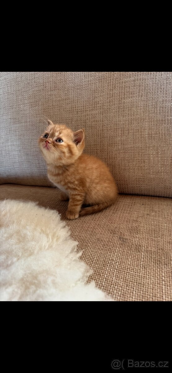 Britská koťátka s PP - 3