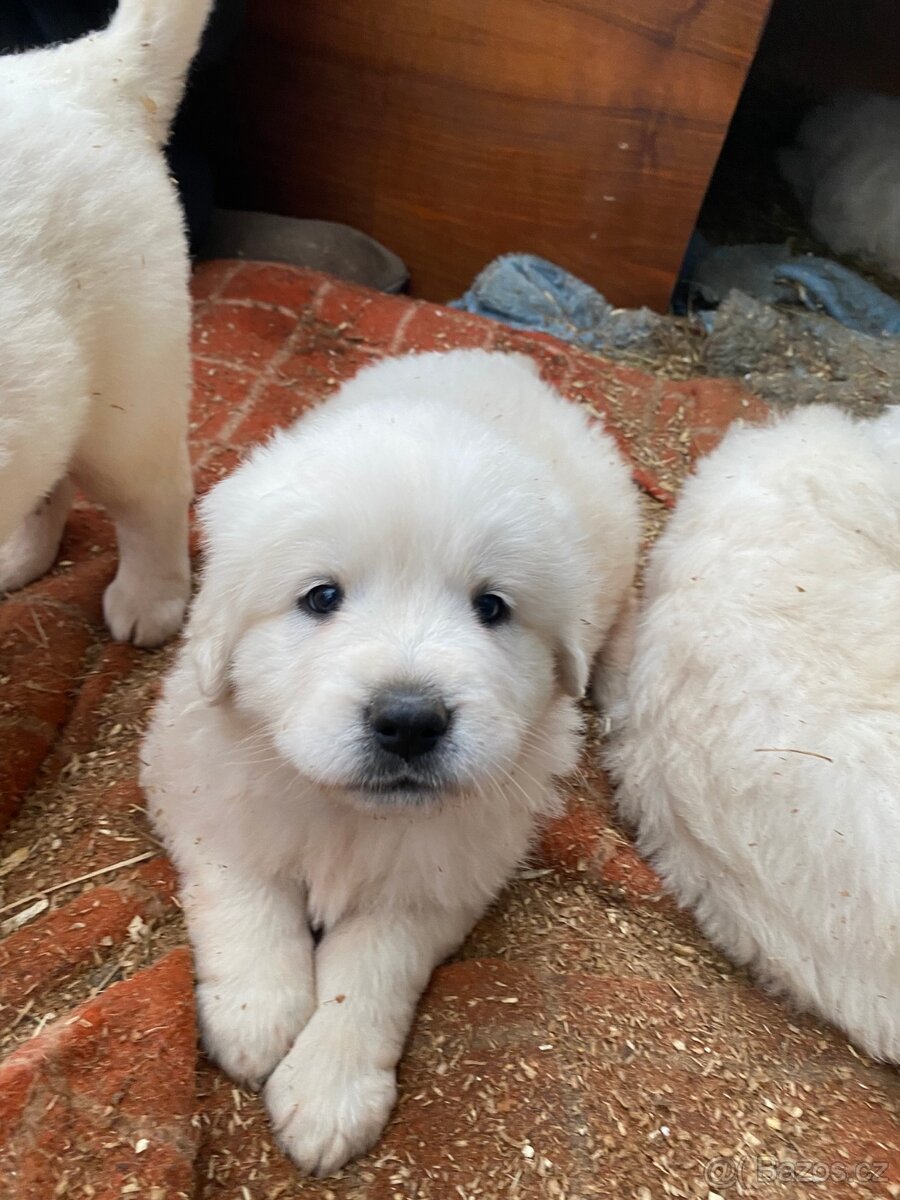 Prodám štěňata Slovenského čuvače - 3