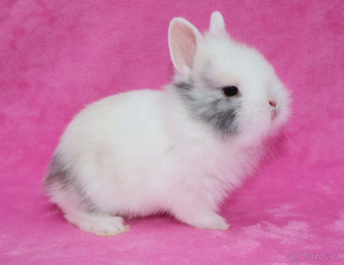 Zakrslý krátkouchý králíček lvíček. Sameček - 3
