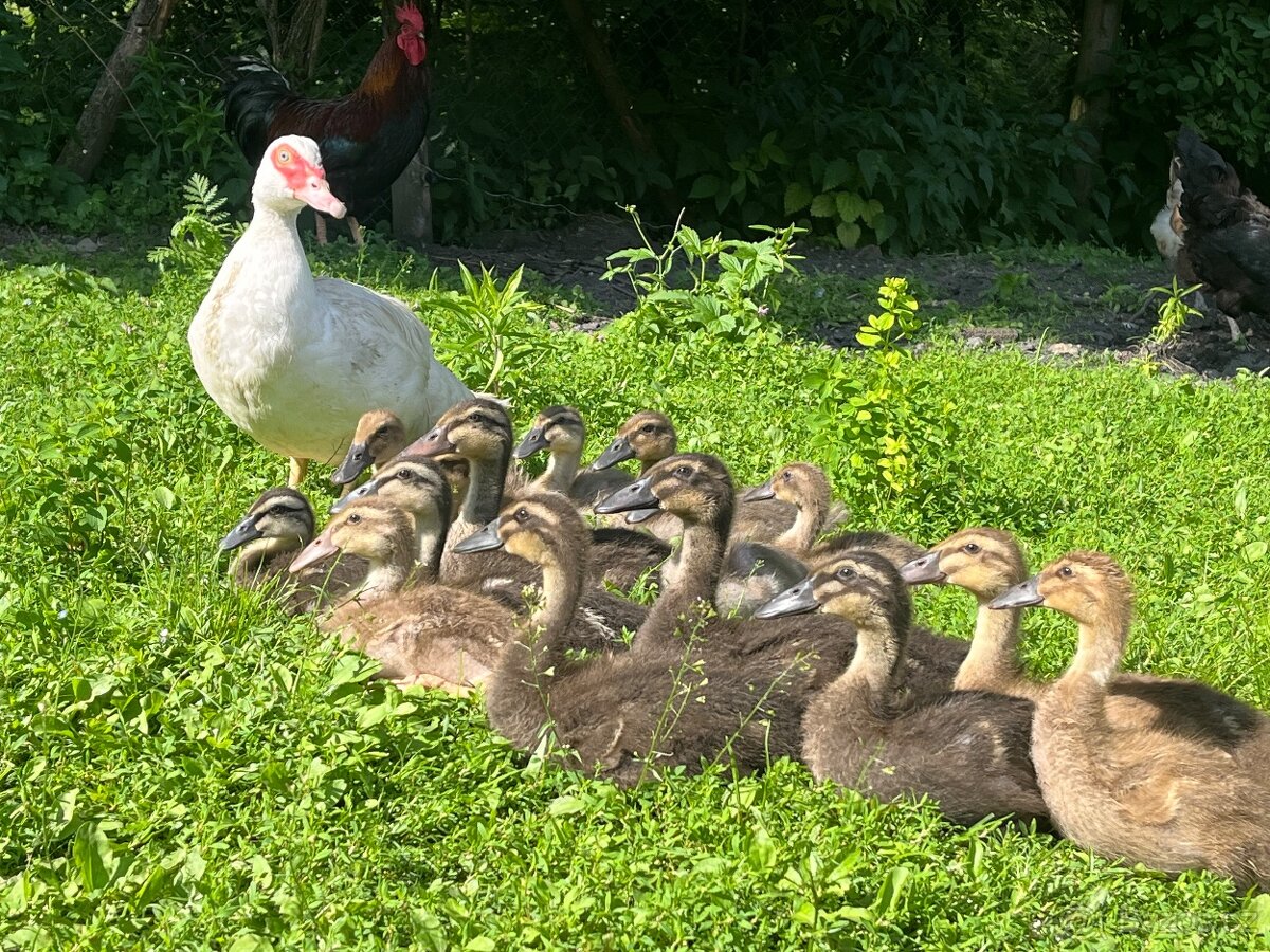 Indický běžec - 3