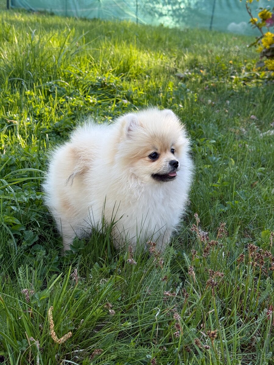 Pomeranian - 3