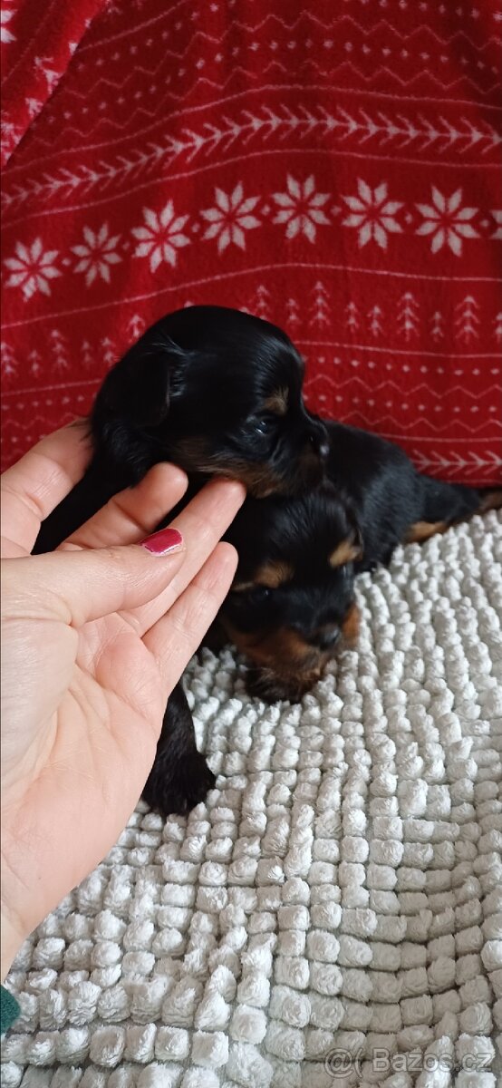 Jorkšírský Yorkšírský teriér - 3