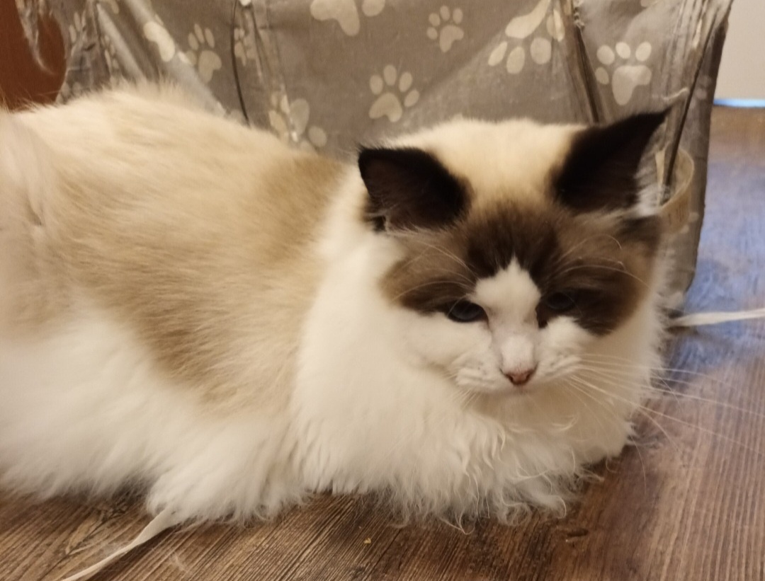 Kocourci ragdoll s PP - 3