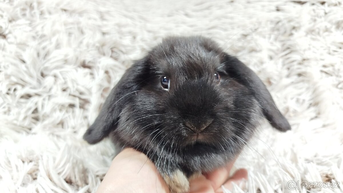 Zakrslý beránek, králíček, králík - BRUNO - 3