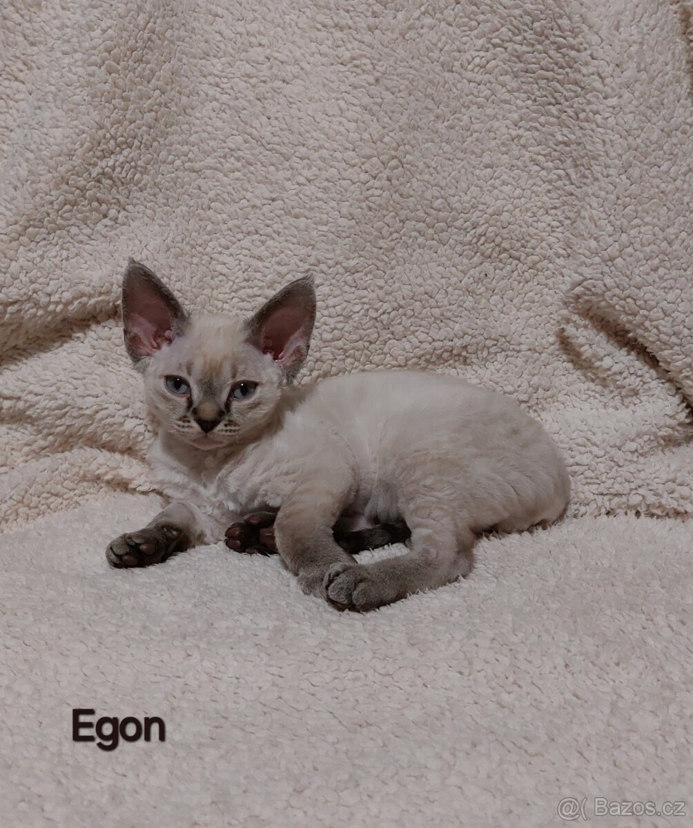 Devon rex koťátka s PP - 3
