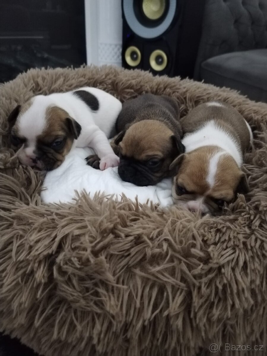 Francouzský buldoček - 3