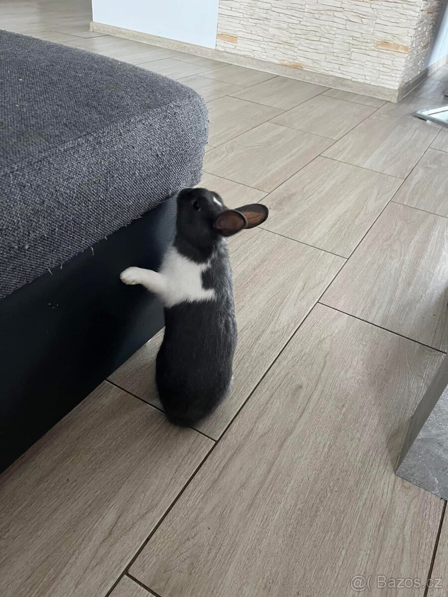 Zakrslý králíček - 3