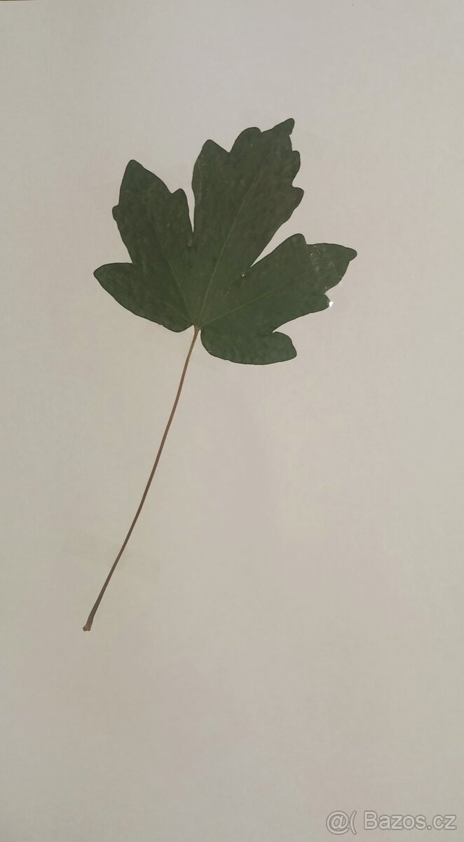 Herbář dřevin - 3