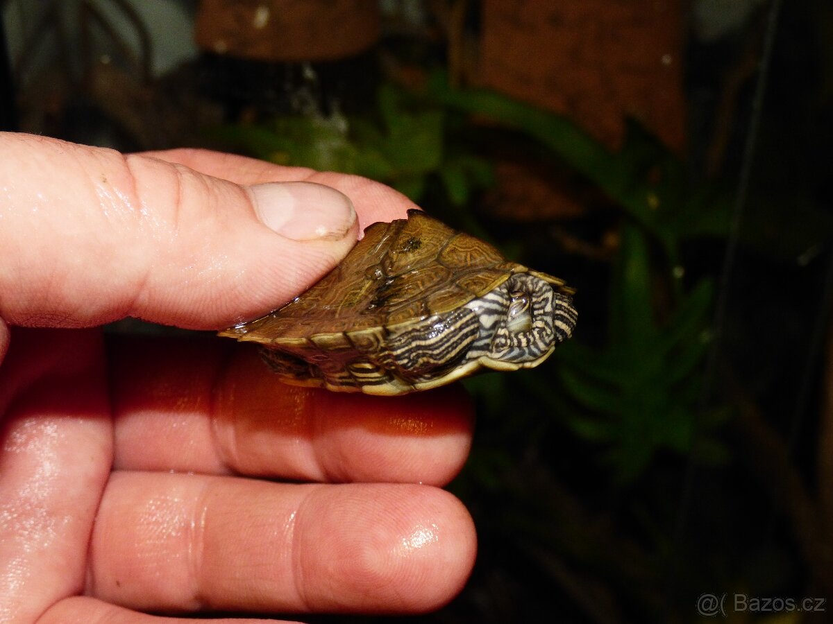 Želva mapová (Graptemys sp.) - 3