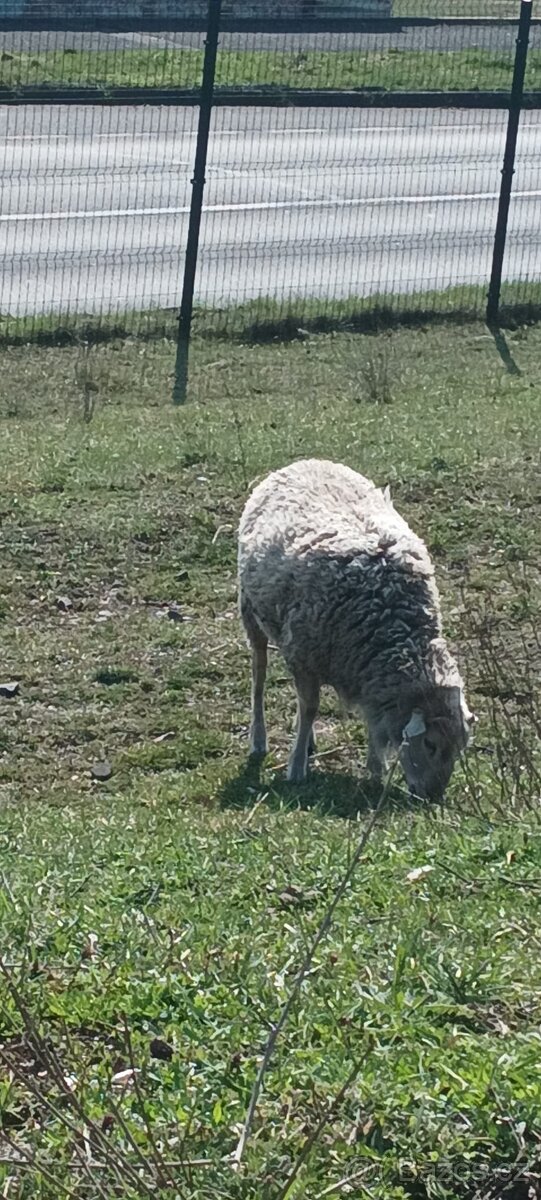 PRODEJ – roční beránek - 3