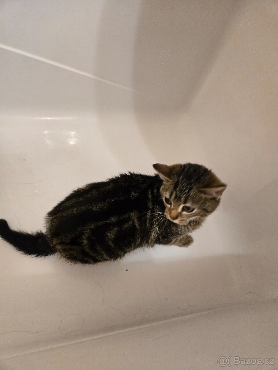 Koťata - 3