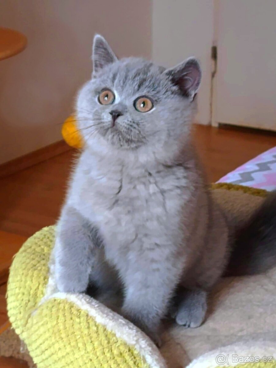 Britská modrá koťata s PP - 3