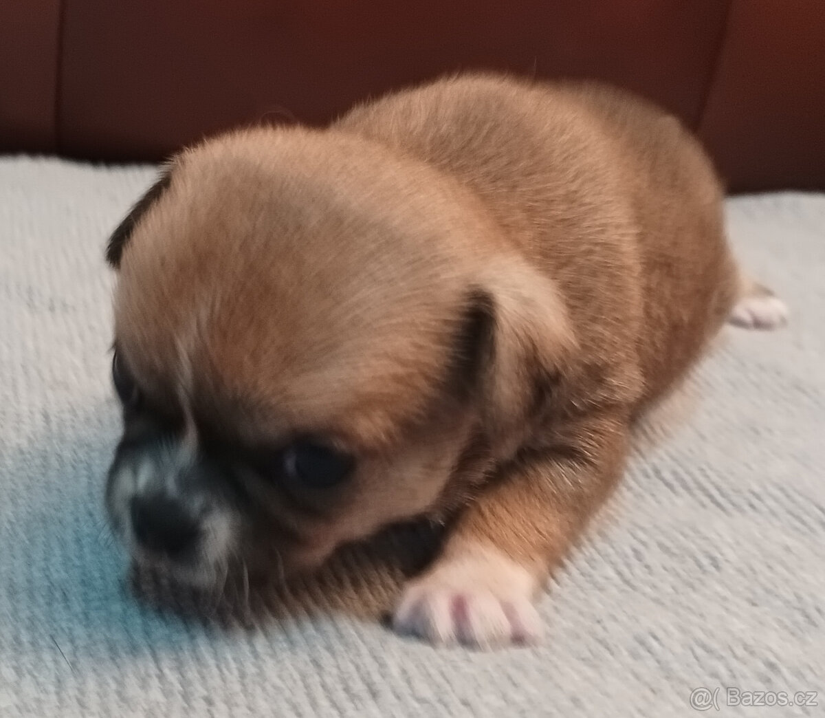 Čivava s PP, krásná štěňátka k odběru. - 3