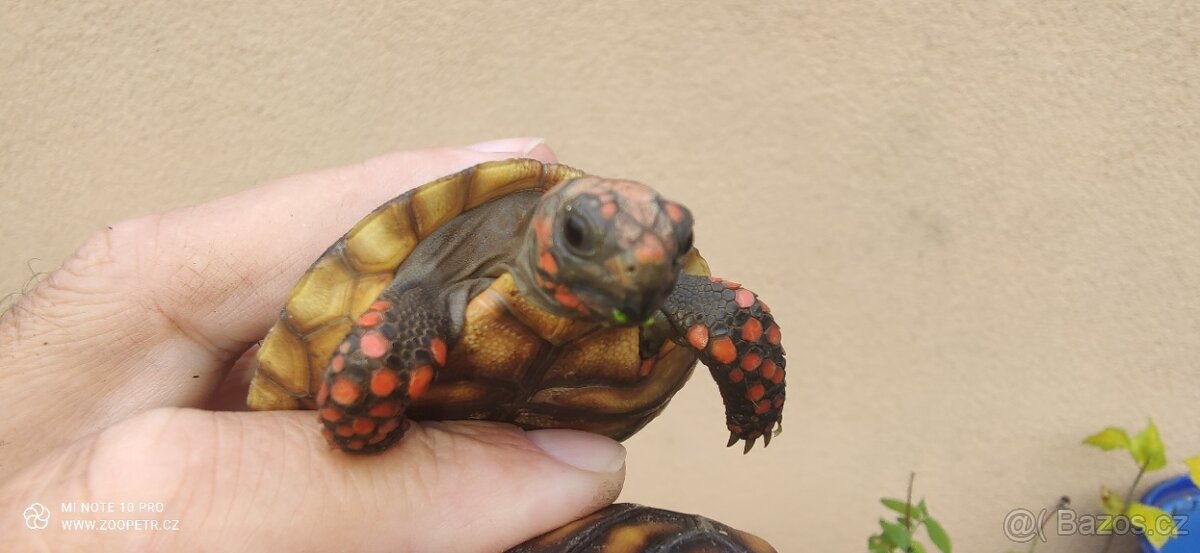 Želva uhlířská mladata - 3