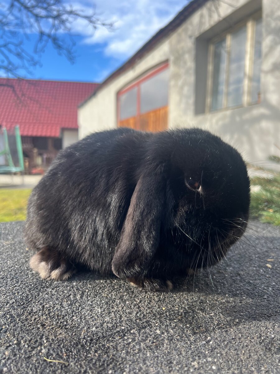 Zakrslý beránek v typu Mini - 3