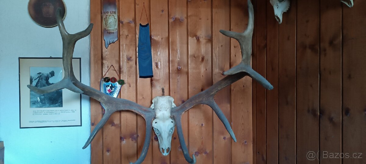 Jelení paroží,trofeje - 3