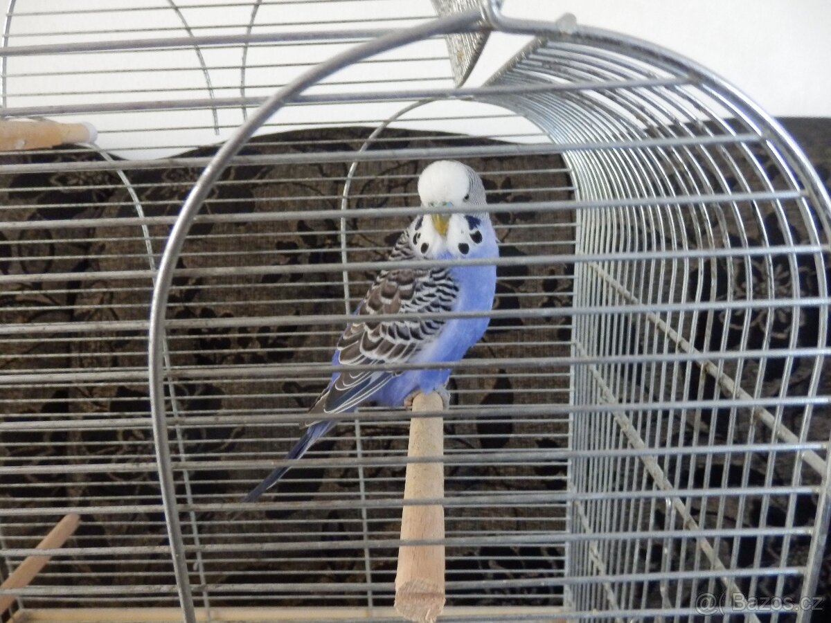 Sameček andulky s klecí. - 3