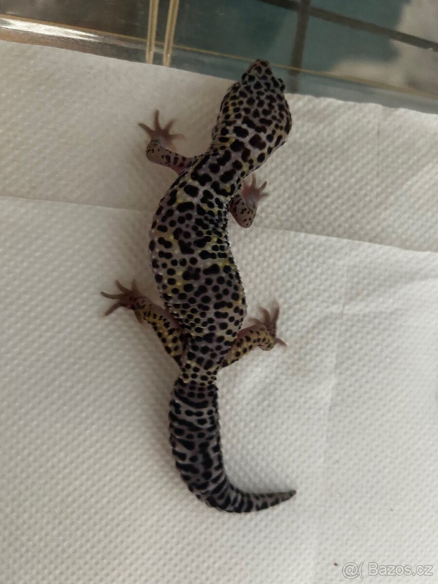 Gekončík noční - 3