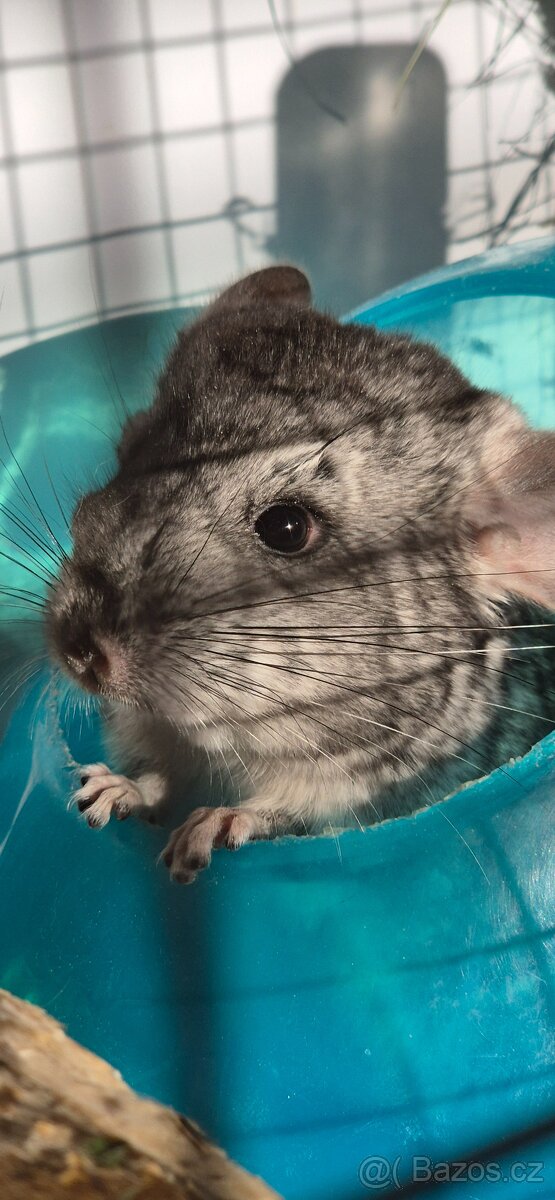 Činčila - sameček - 3