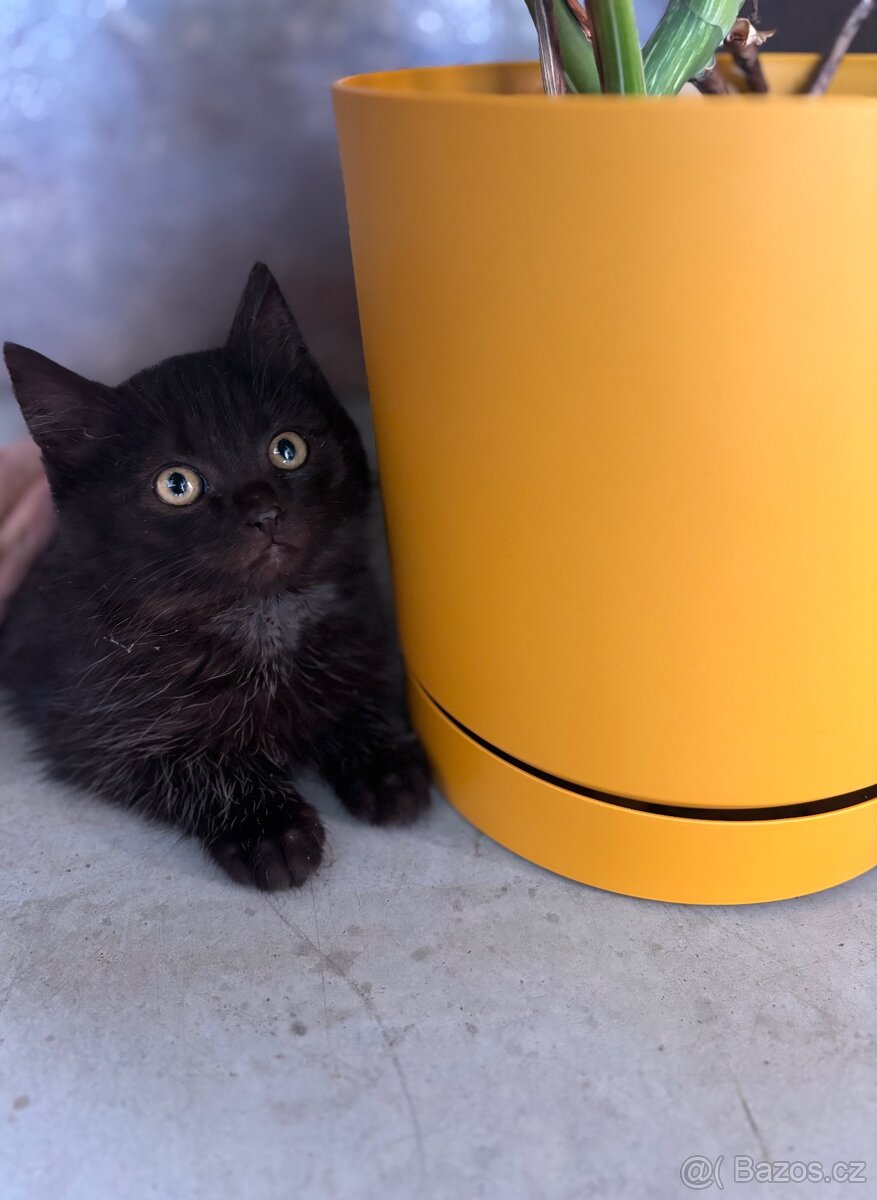 Daruji Kočičku - 3