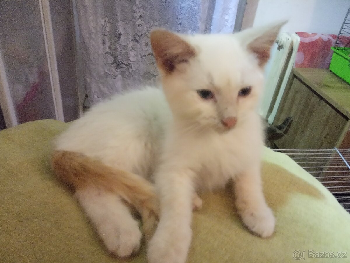 Siamská+ Ragdoll - 3