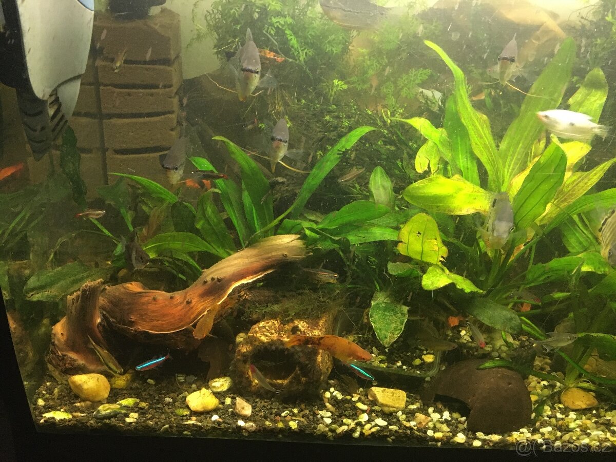 Prodám levně ryby a vodní rostliny - 3