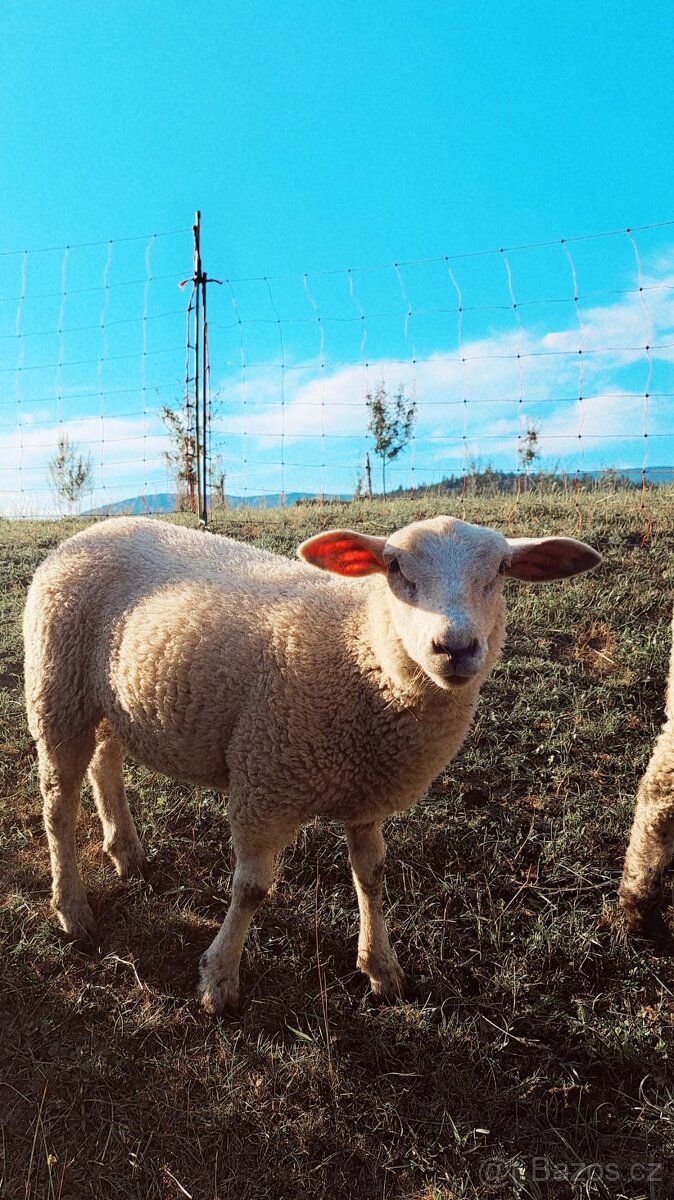 letošní ovečky-jehnice - 3