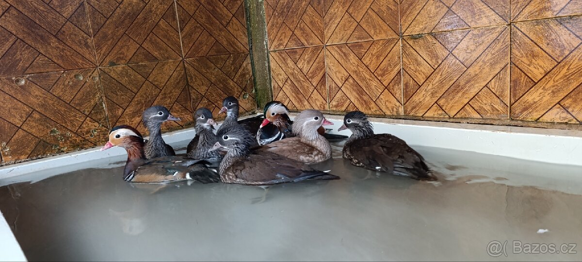 Prodám letošní Kachničky Mandarinké - 3