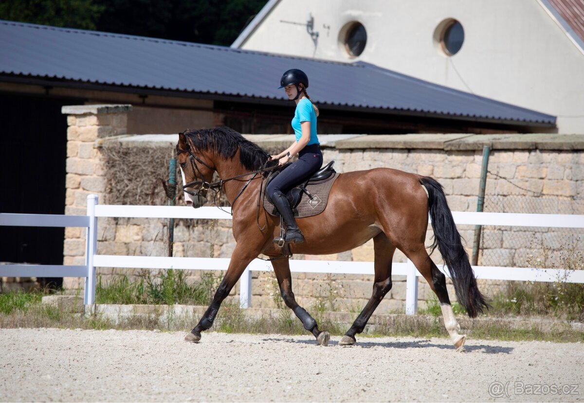 4-letá klisna k prodeji - 3